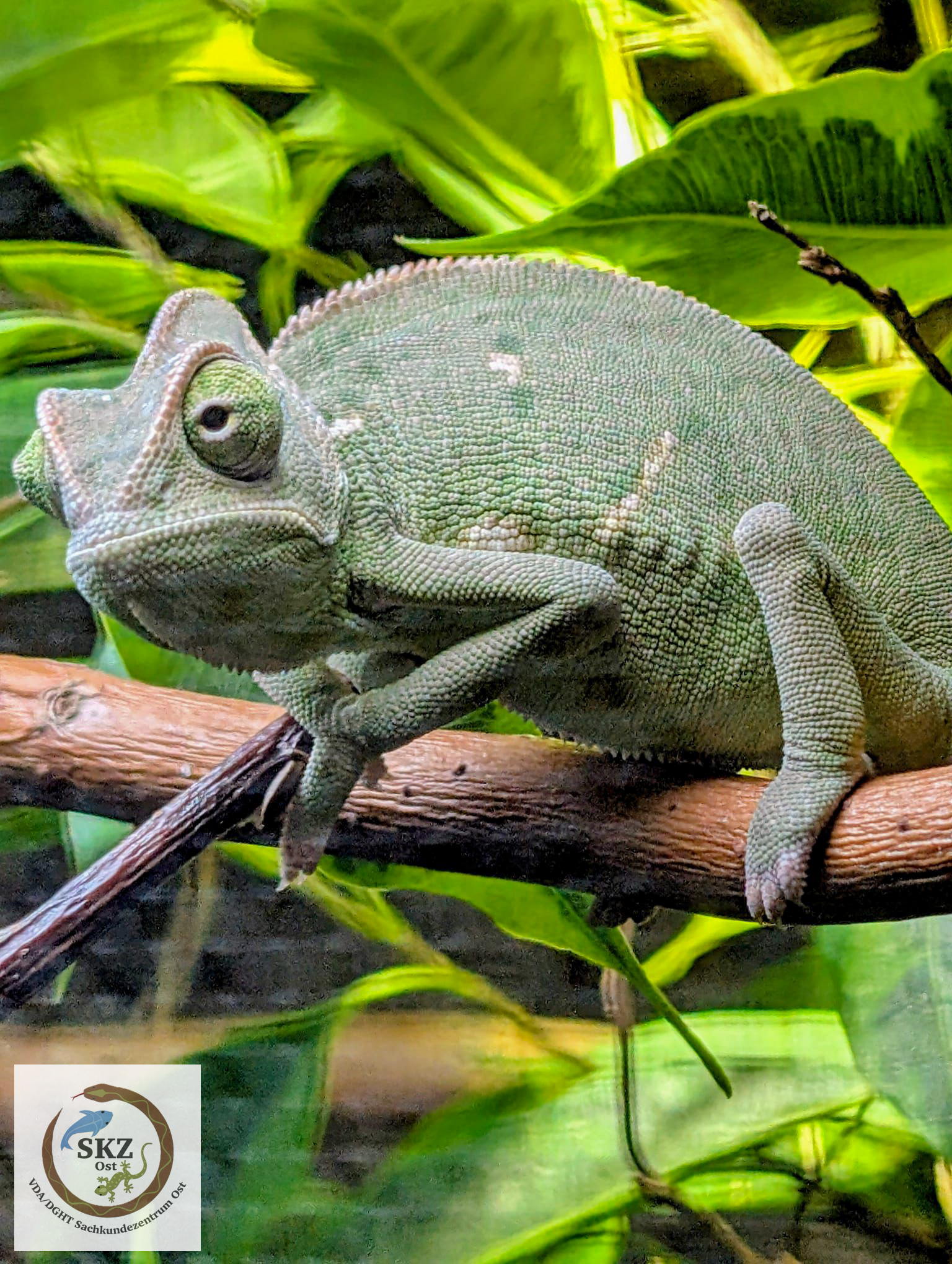 Chamaeleo calyptratus calcarifer, Saudi-Chamäleon, auf Ast vor grünen Blättern