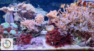 Meerwasseraquarium mit vielen rosafarbenen und roten Anemonen und Korallen