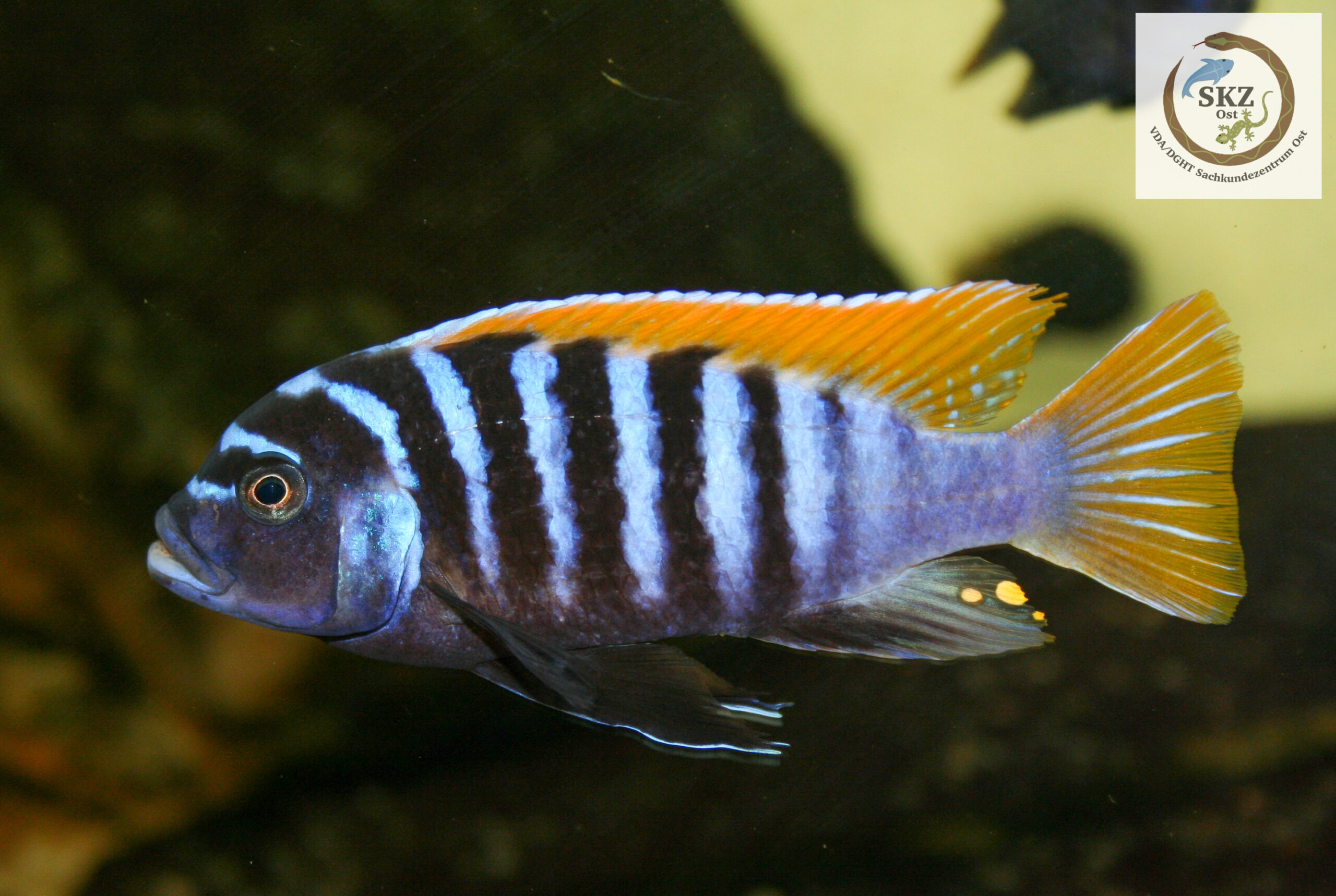 Maylandia pyrsonotos / Pseudotropheus zebra, Malawibuntbarsch vor dunklem Hintergrund