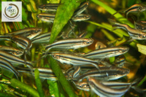 ein Schwarm Pareutropius buffei, Schwalbenschwanz Glaswelse, zwischen Wasserpflanzen