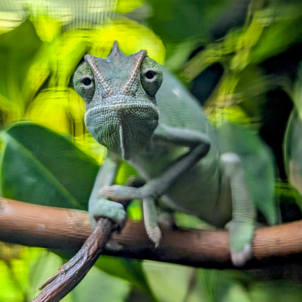 Skeptisch guckenden Chamaeleo calyptratus calcarifer, Saudi-Chamäleon von vorne auf einem Ast