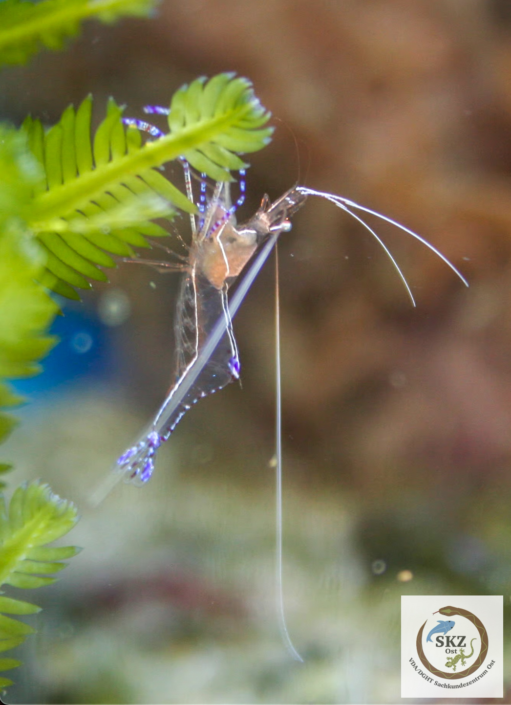 Eine Periclimenes pedersoni, Rotmeer-Partnergarnele, sitzt senkrecht an einer grünen Pflanze