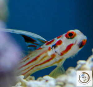Stonogobiops yasha, Yasha Fadengrundel, auf weißen Steinen vor blauem Hintergrund