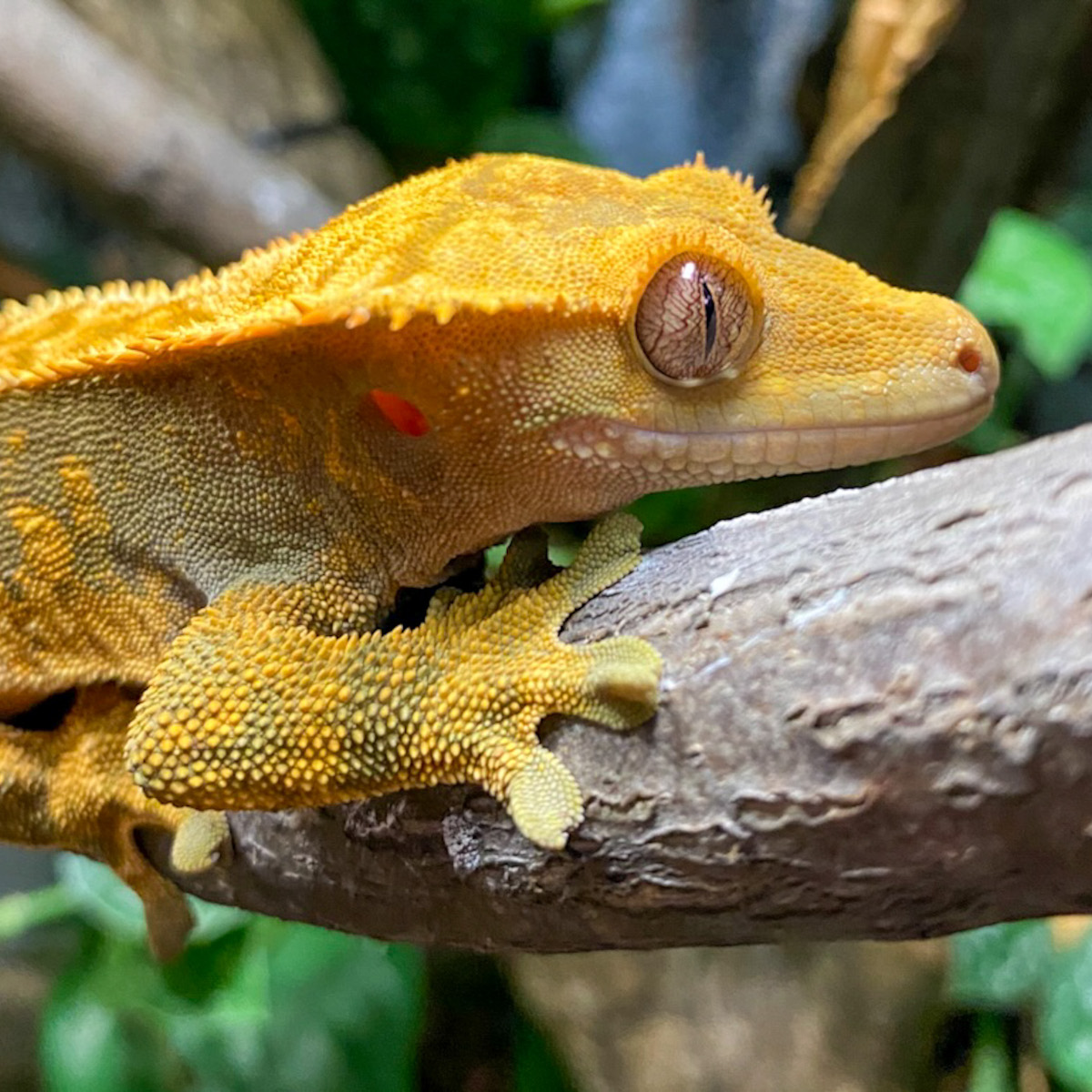 Vorderansicht Correlophus ciliatus, Kronengecko auf einem Ast im Terrarium