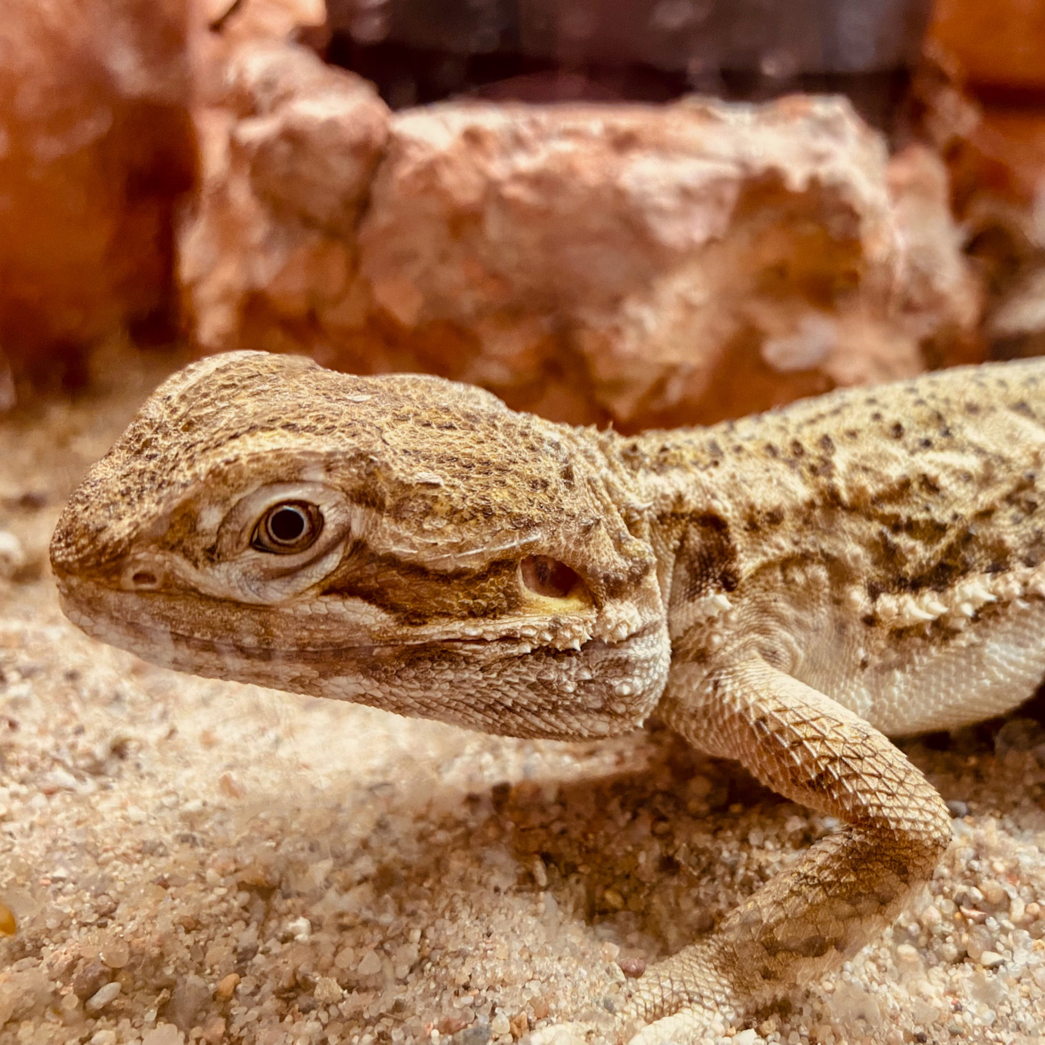 Vorderansicht Pogona henrylawsoni, Zwergbartagame, im Terrarium auf Sand vor einer gestalteten Rückwand