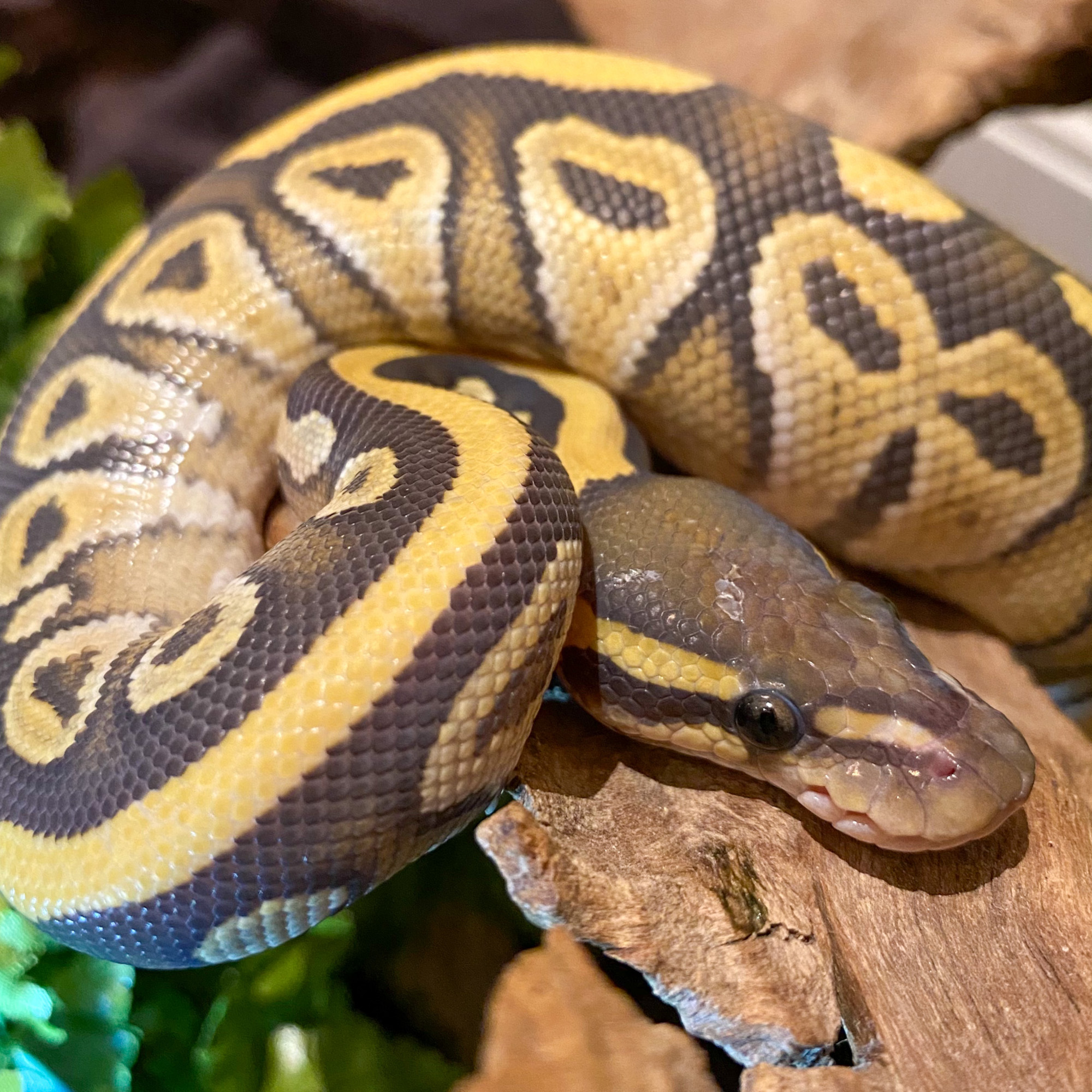 Junger Python regius, Königspython, Farbmorph Mojave Ghost auf einer Wurzel