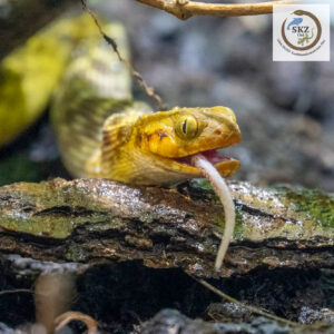 Eine Madagascarophis meridionalis (Karimbola-Katzenaugennatter) hat eine Maus gefressen, der Schwanz guckt noch aus dem Maul