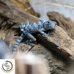Ein Pristurus carteri - Masirah, Skorpionschwanzgecko auf einer Wurzel schaut in die Kamera