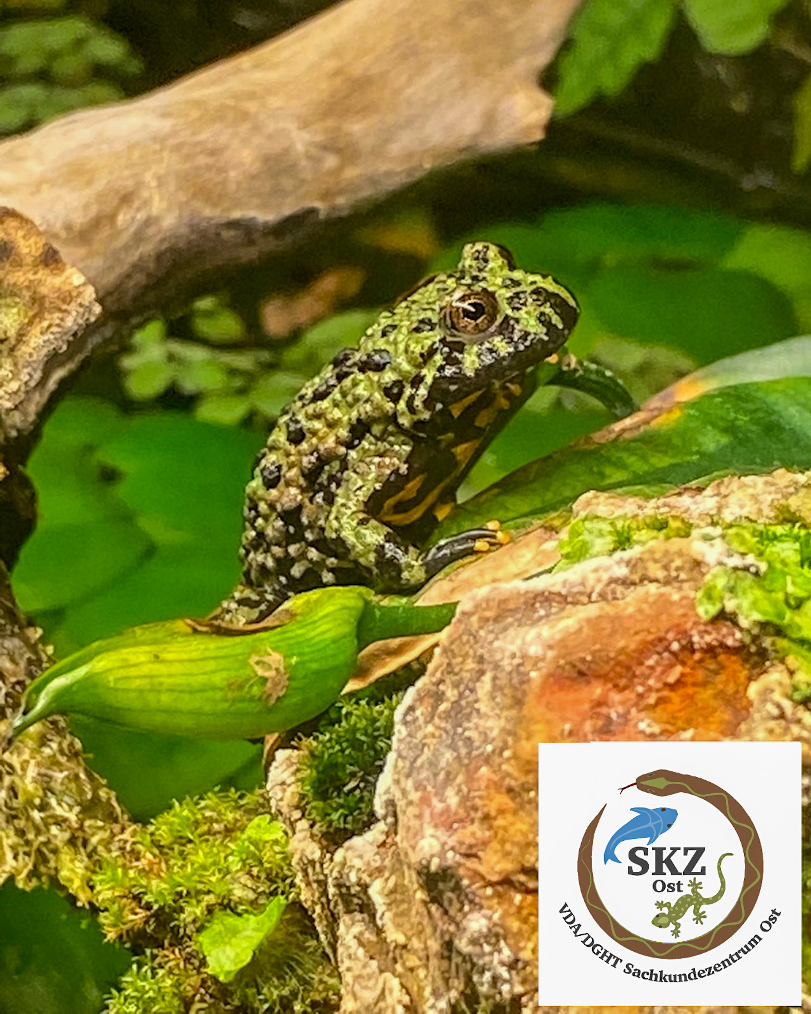 Bombina orientalis, Chinesische Rotbauchunke sitzt auf einem bemoosten Stein im Aquaterrarium